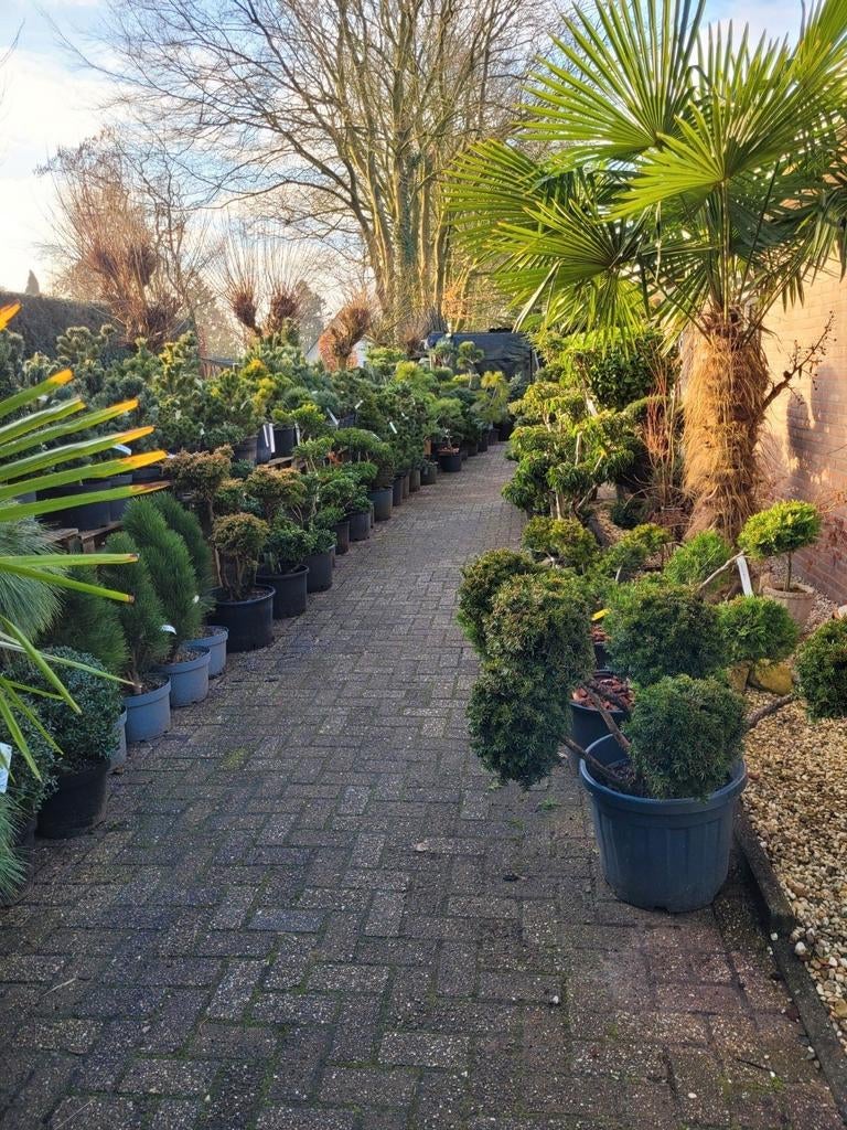 Vormsnoei: Pinus, Taxus, Ilex en meer op voorraad, Volle zon, Vaste plant, Bloeit niet, Ophalen