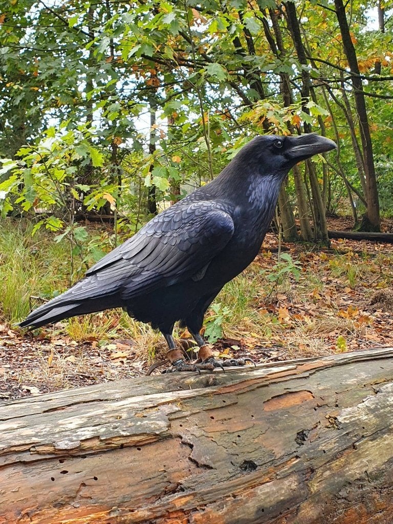 Raaf, Dieren en Toebehoren, Vrouwelijk, Wildzangvogel, Geringd