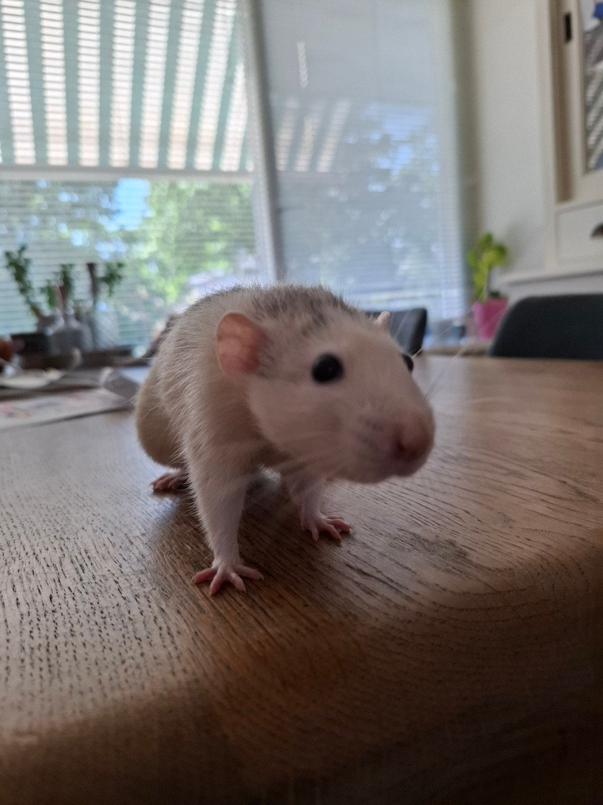 2 hele lieve ratten, Dieren en Toebehoren, Rat, April, Mannelijk, Tam