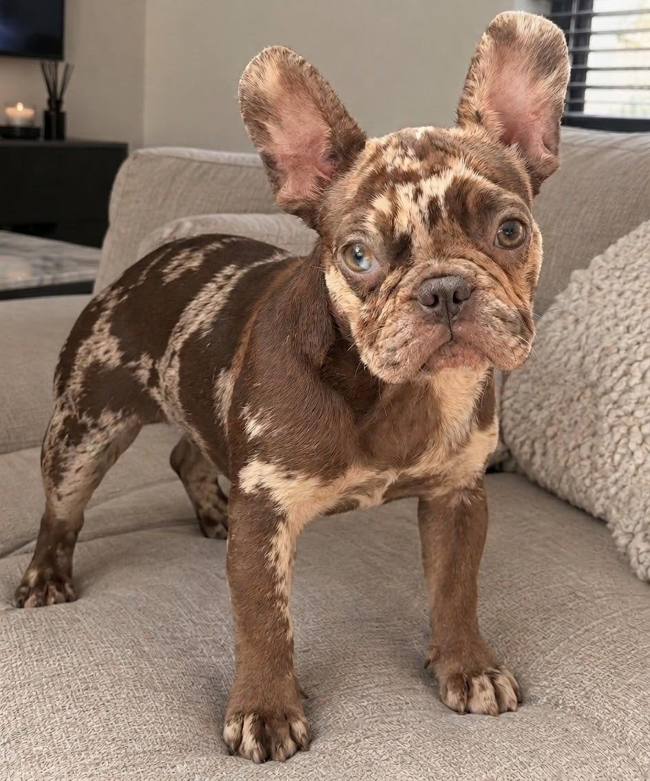 Franse bulldog merle pup, 15 weken tot 1 jaar, Teef, Bulldog, Eén hond