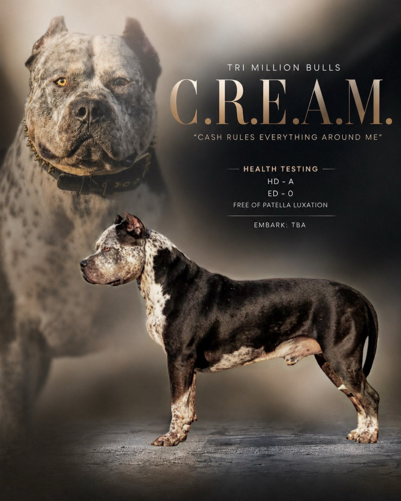 American Bully XL - Dekreu, Dieren en Toebehoren, Honden | Dekreuen, Parvo, Reu, 1 tot 2 jaar, Eén hond