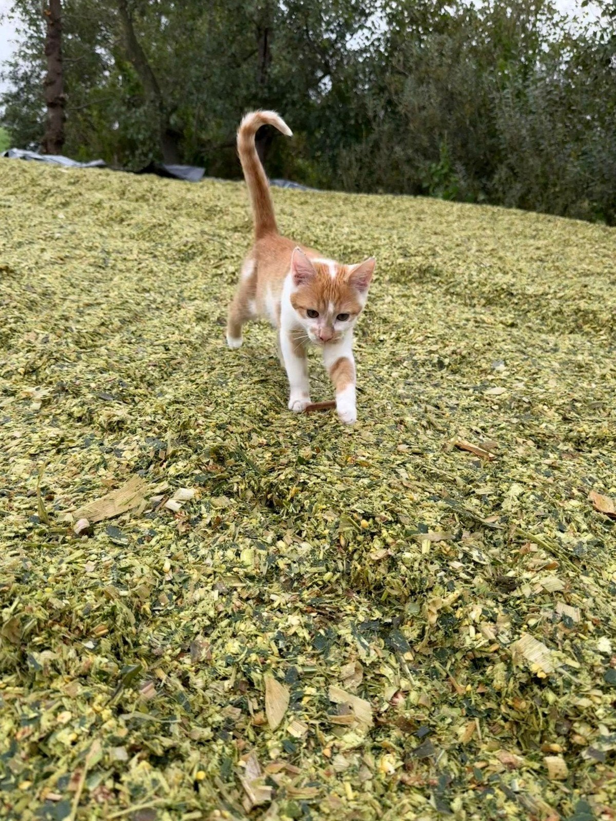 vermist rood met witte kater, Blip
