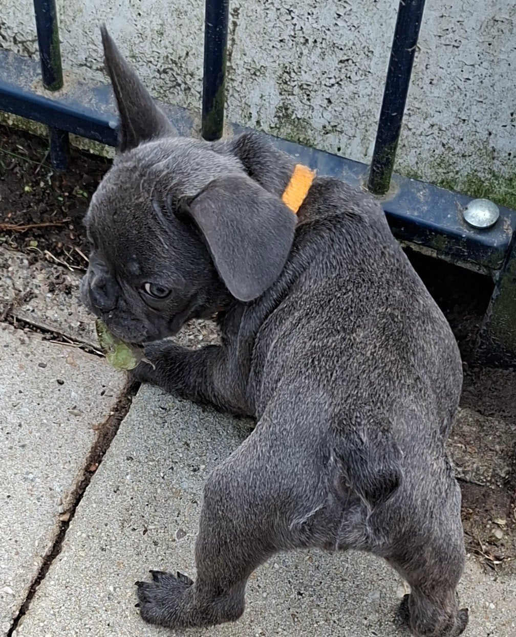 Franse bulldog 1teefje en 1 reutje., Dieren en Toebehoren, 8 tot 15 weken, Bulldog, Meerdere, Meerdere dieren