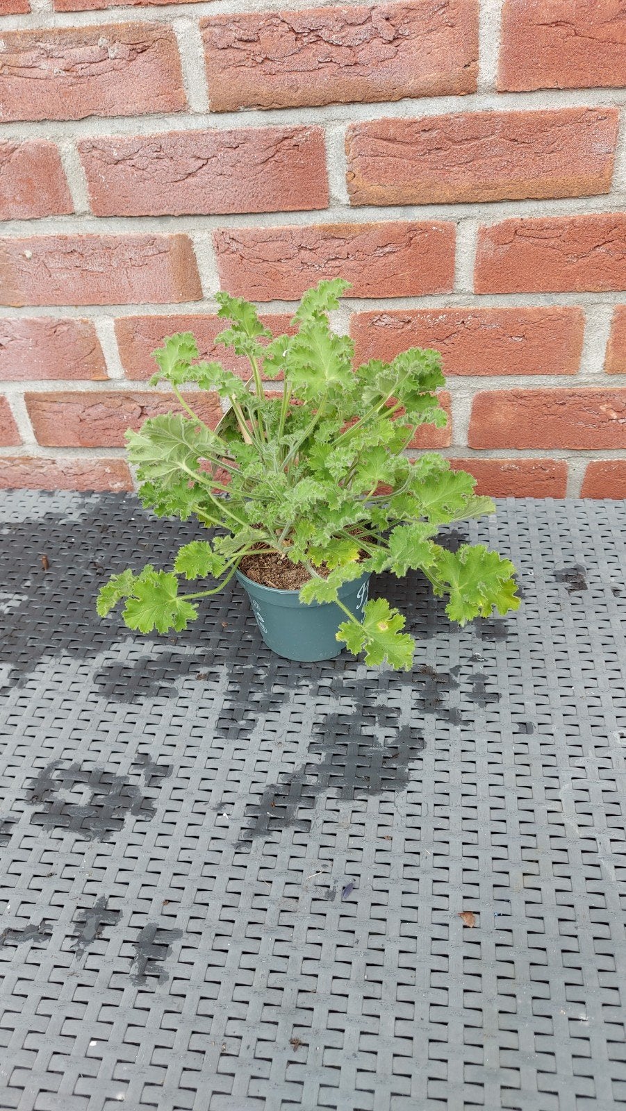Geranium Meloengeur, Tuin en Terras, Ophalen, Overige soorten, Volle zon