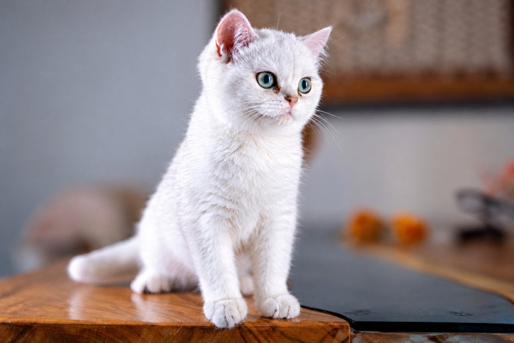 Britse korthaar silver shaded beschikbaar (NS11), Dieren en Toebehoren, Kater, Met stamboom, 0 tot 2 jaar