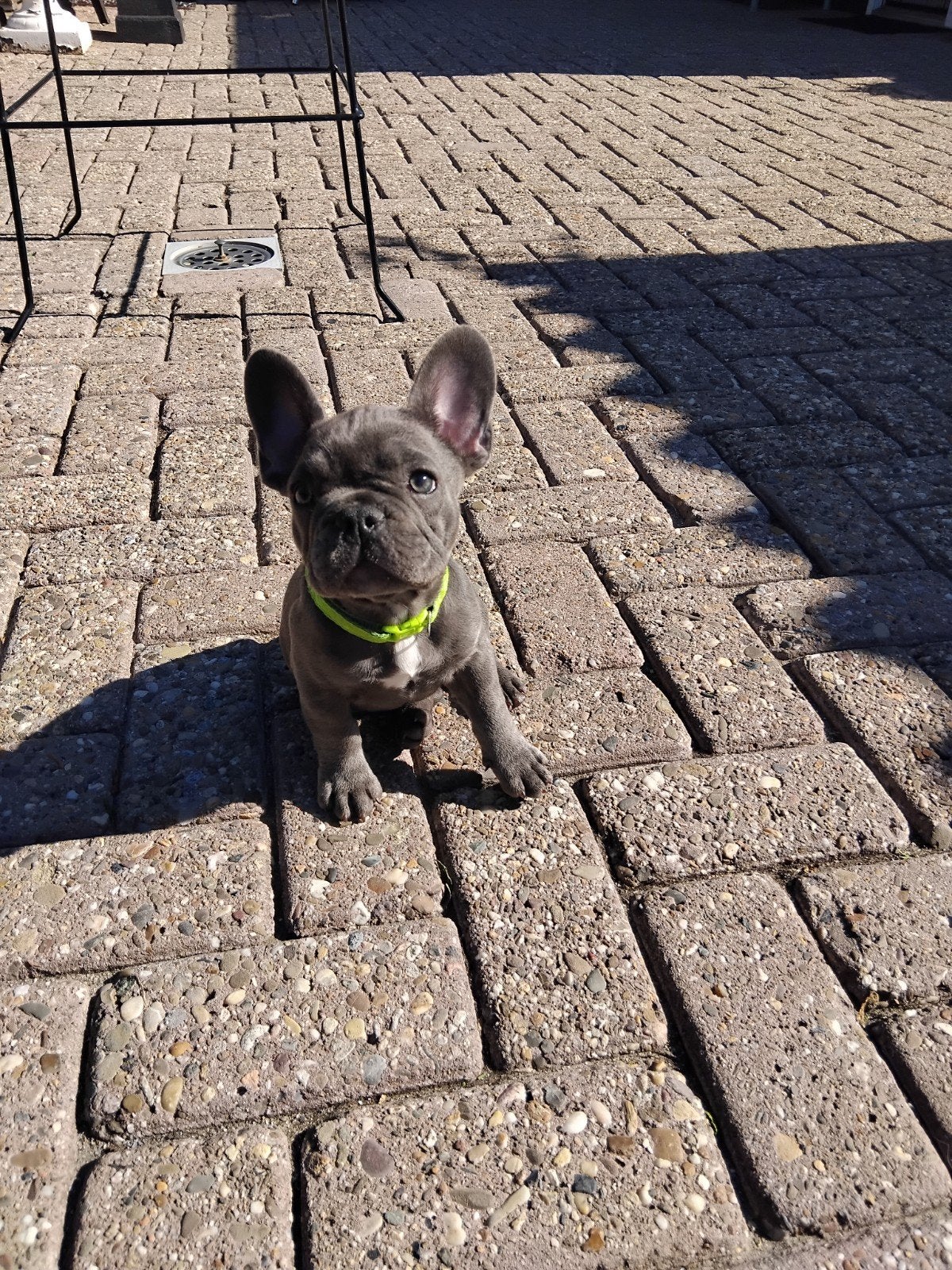 frans bulldogje teefje, 8 tot 15 weken, Teef, Eén hond, Nederland