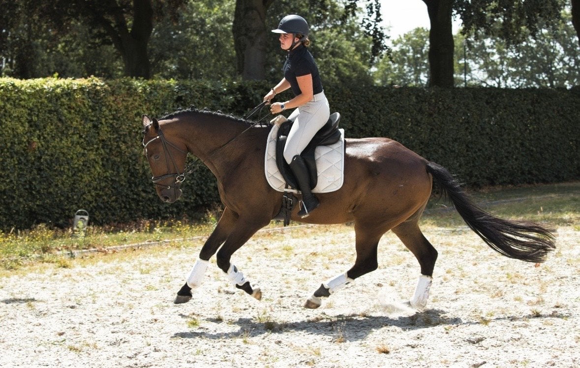 Prachtige 4 jarige dressuur ruin te koop!, Met stamboom, Ruin, Dressuurpaard, Zadelmak
