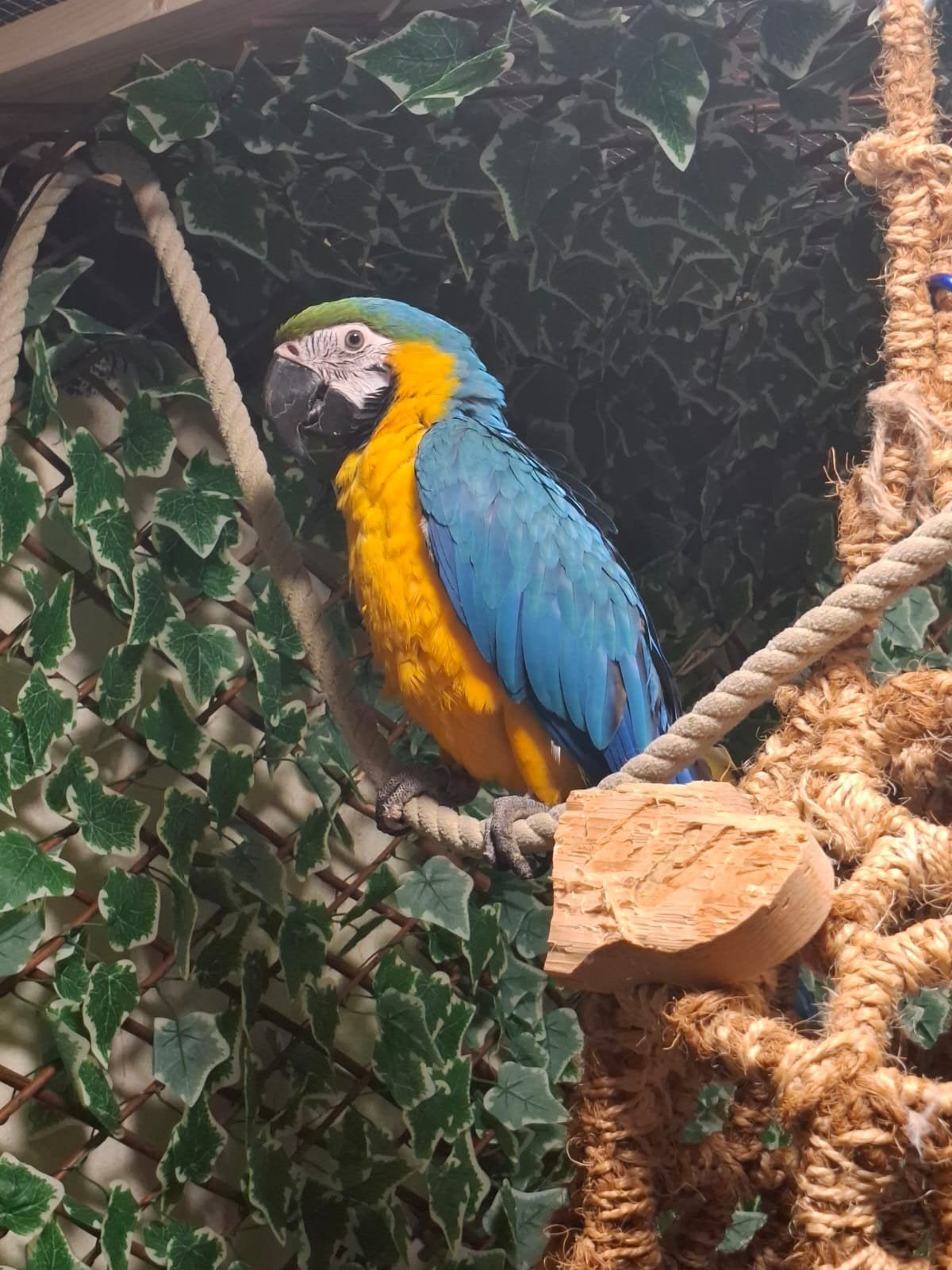 ara, Dieren en Toebehoren, Mannelijk