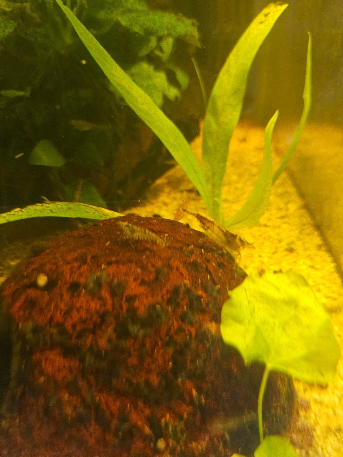 Diverse gekleurde mini waaier garnalen, Kreeft, Krab of Garnaal, Zoetwatervis