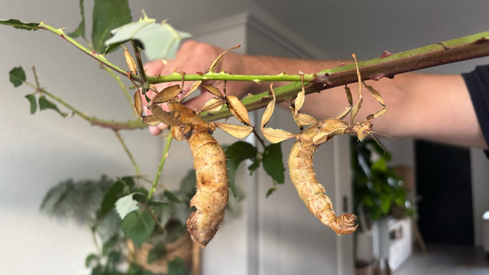 Te koop 2 australische flappentakken en eitjes, Dieren en Toebehoren, Wandelende tak