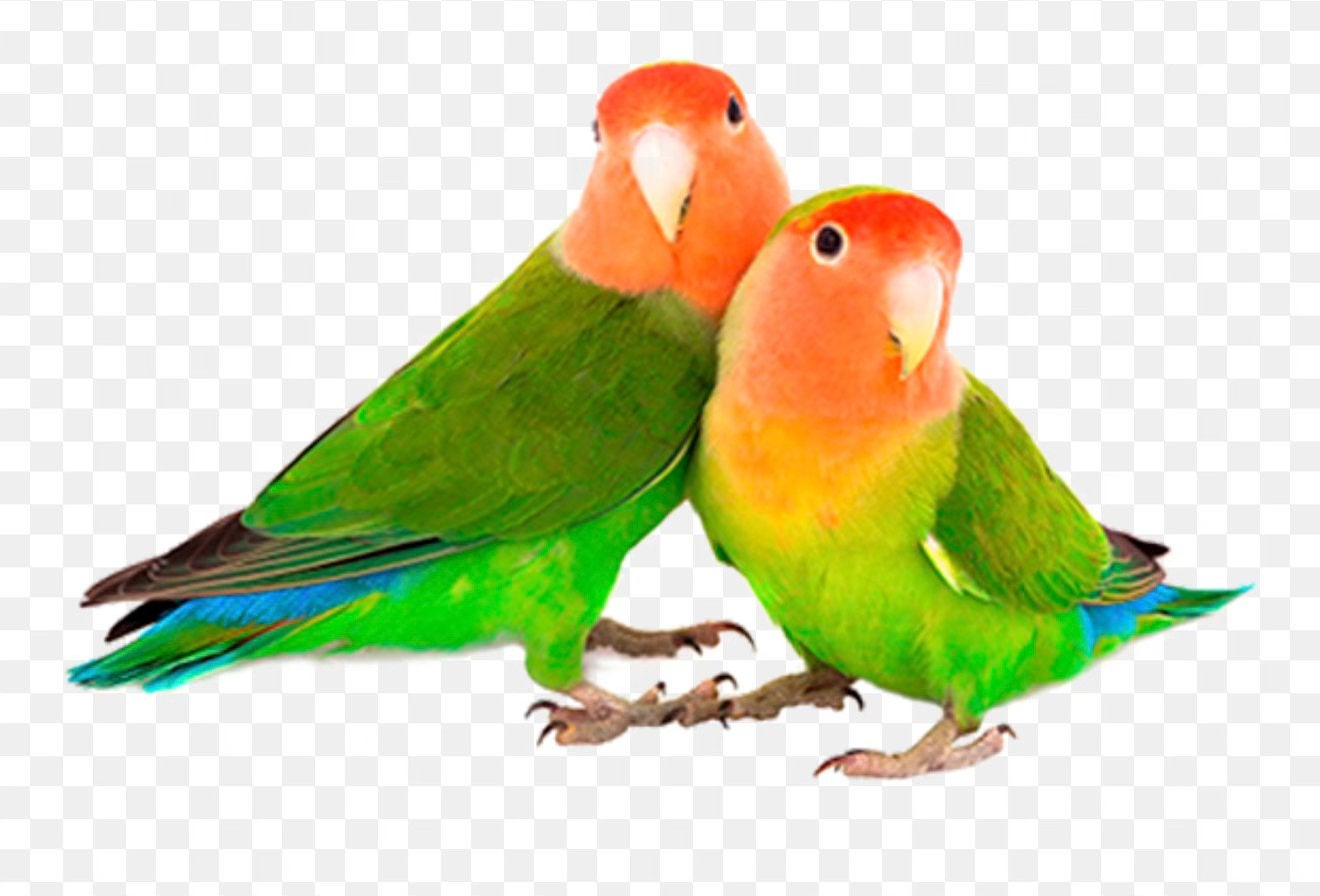 Ik ben zoek agapornis- personata - fincheris, Dieren en Toebehoren, Vogels | Parkieten en Papegaaien, Meerdere dieren, Dwergpapegaai of Agapornis