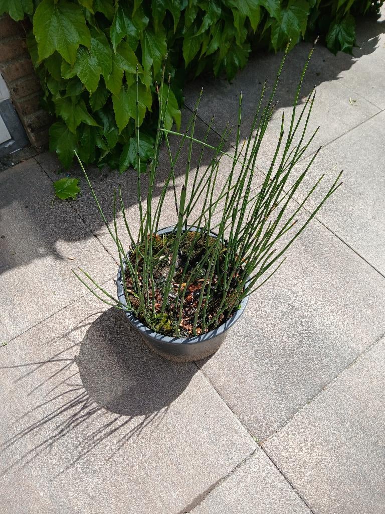 Holpijp voor moeras/vijver, Tuin en Terras, Planten | Tuinplanten, Ophalen, Vaste plant, Vijverplanten, Halfschaduw