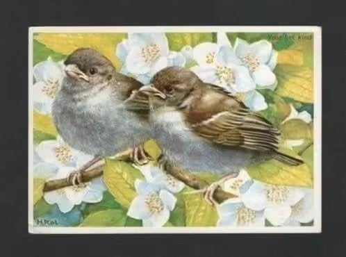 Mussen Passer Domesticus Jonge Huismussen Bloesem., Ophalen of Verzenden, 1960 tot 1980, Gelopen, Vogel