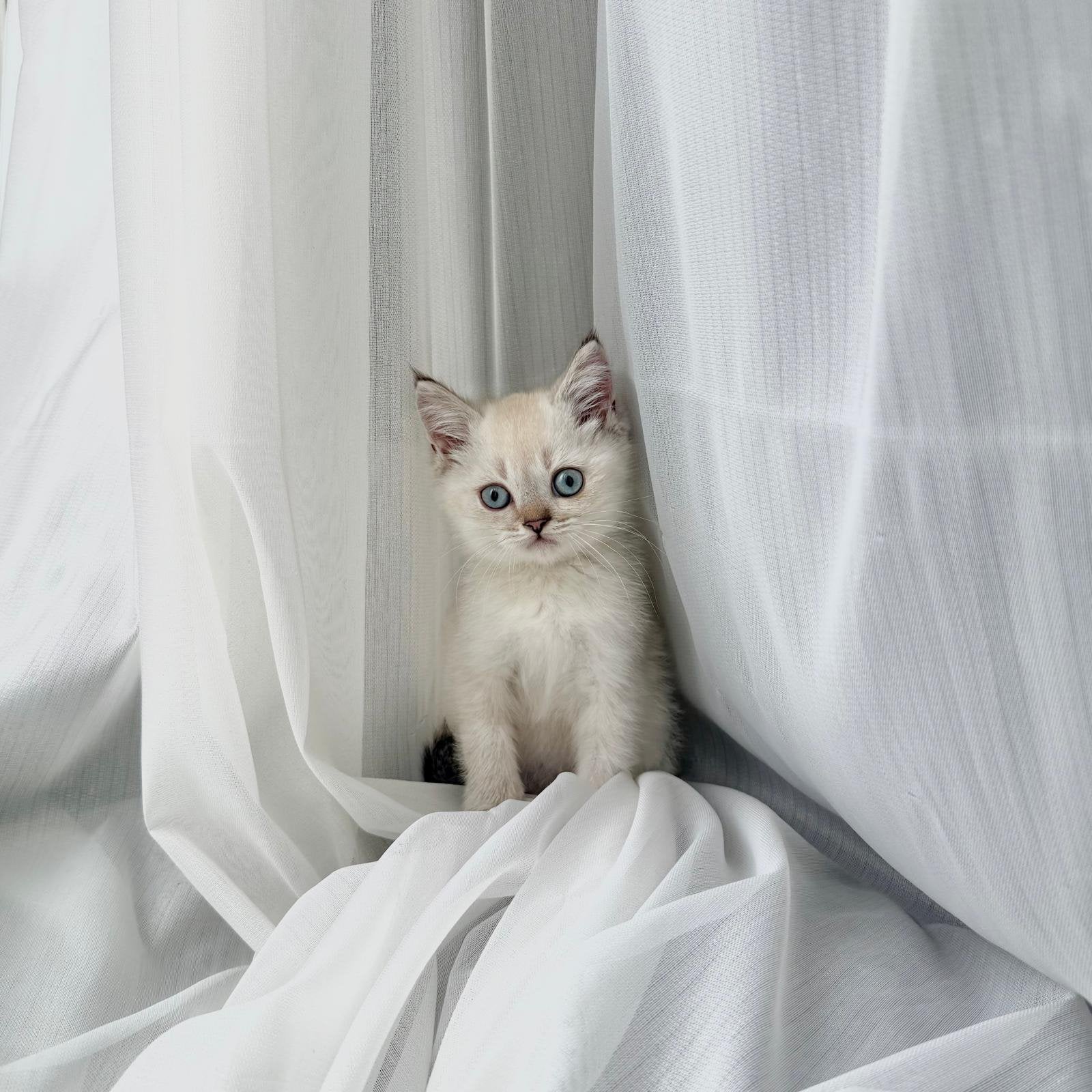 Britse Korthaar kitten, Dieren en Toebehoren, Meerdere dieren, Ontwormd, 0 tot 2 jaar