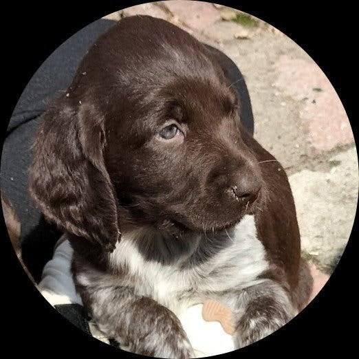 raszuivere heidewachtel pups, 8 tot 15 weken, Meerdere dieren, Eén hond, Nederland