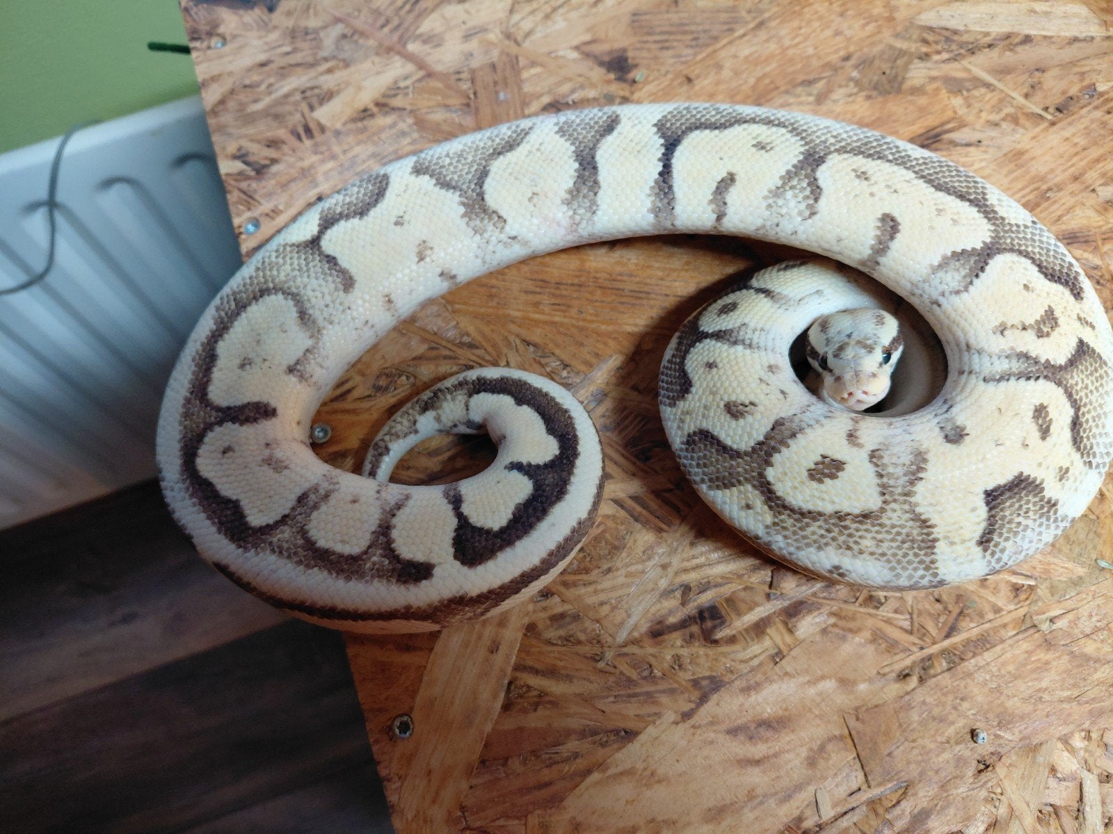 2 x koningspython,python regius Ball Python photo 3