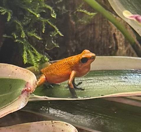 Oophaga pumilio almirante zekere vrouw gezocht, Dieren en Toebehoren, Reptielen en Amfibieën, Slang, 0 tot 2 jaar