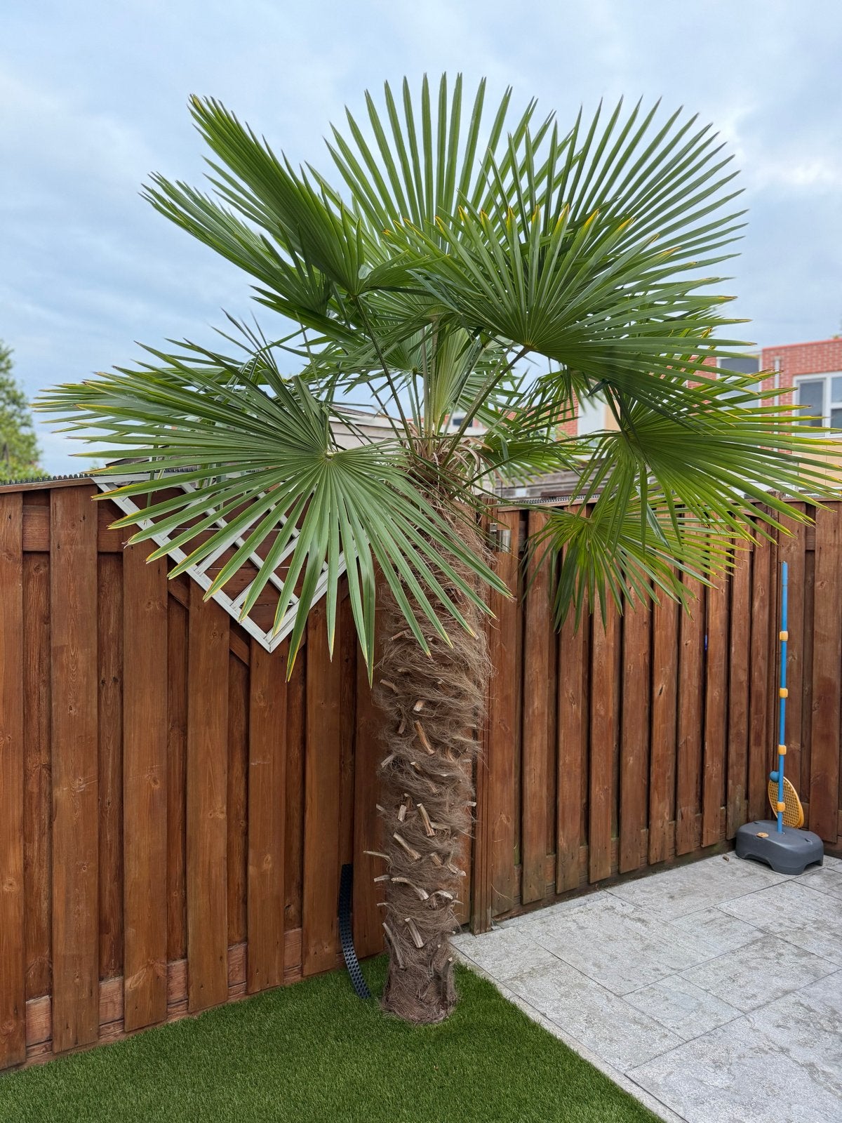 Prachtige, gezonde Trachycarpus fortunei (3,4m), Overige soorten, Volle zon, Vaste plant, Ophalen of Verzenden