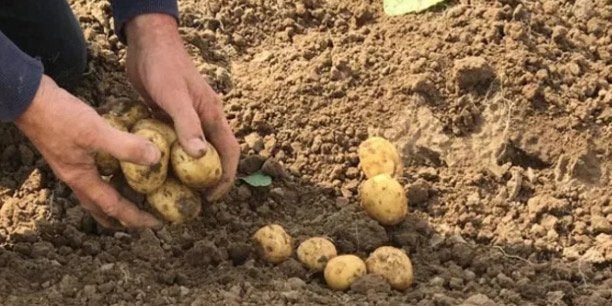 Nieuwe aardappels onbespoten parel en frieslanders, Ophalen of Verzenden