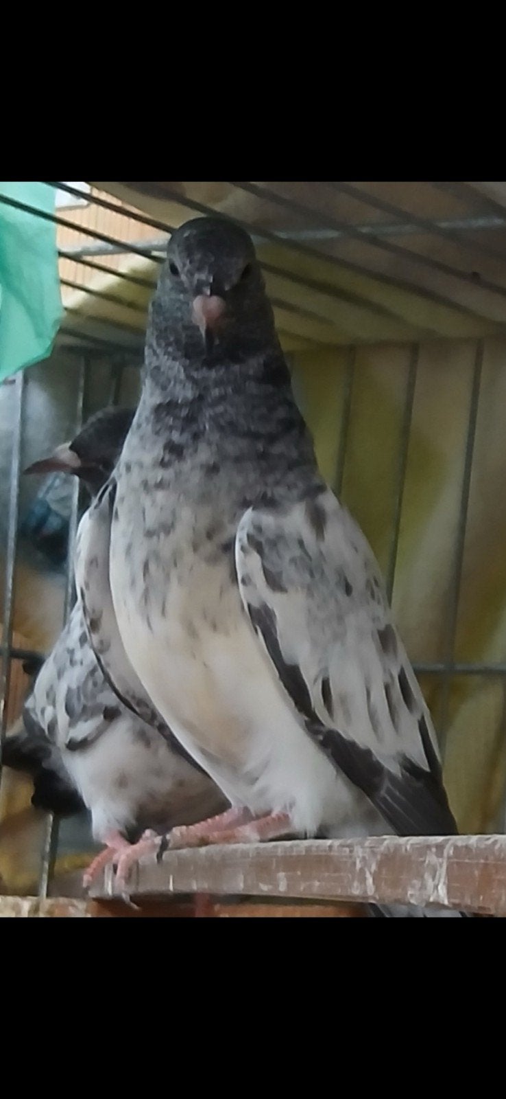 hoogvliegers – duiven, Meerdere dieren, Postduif