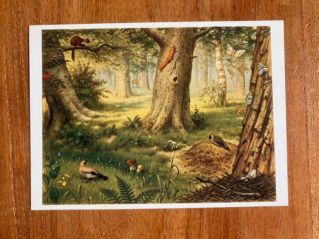 M.A. Koekkoek - In het bos, Ophalen of Verzenden, 1960 tot 1980, Ongelopen, Natuur