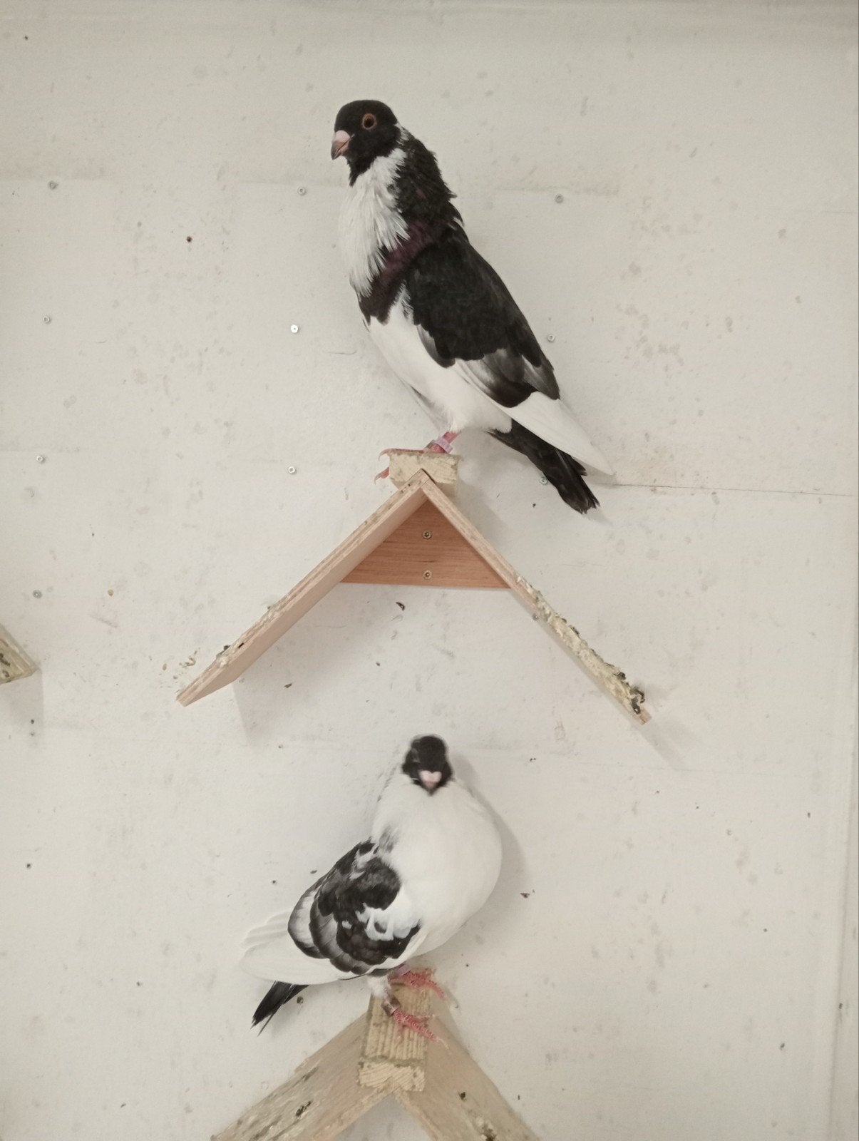 moroncelo doffer, Dieren en Toebehoren, Vogels | Duiven, Mannelijk, Kropper