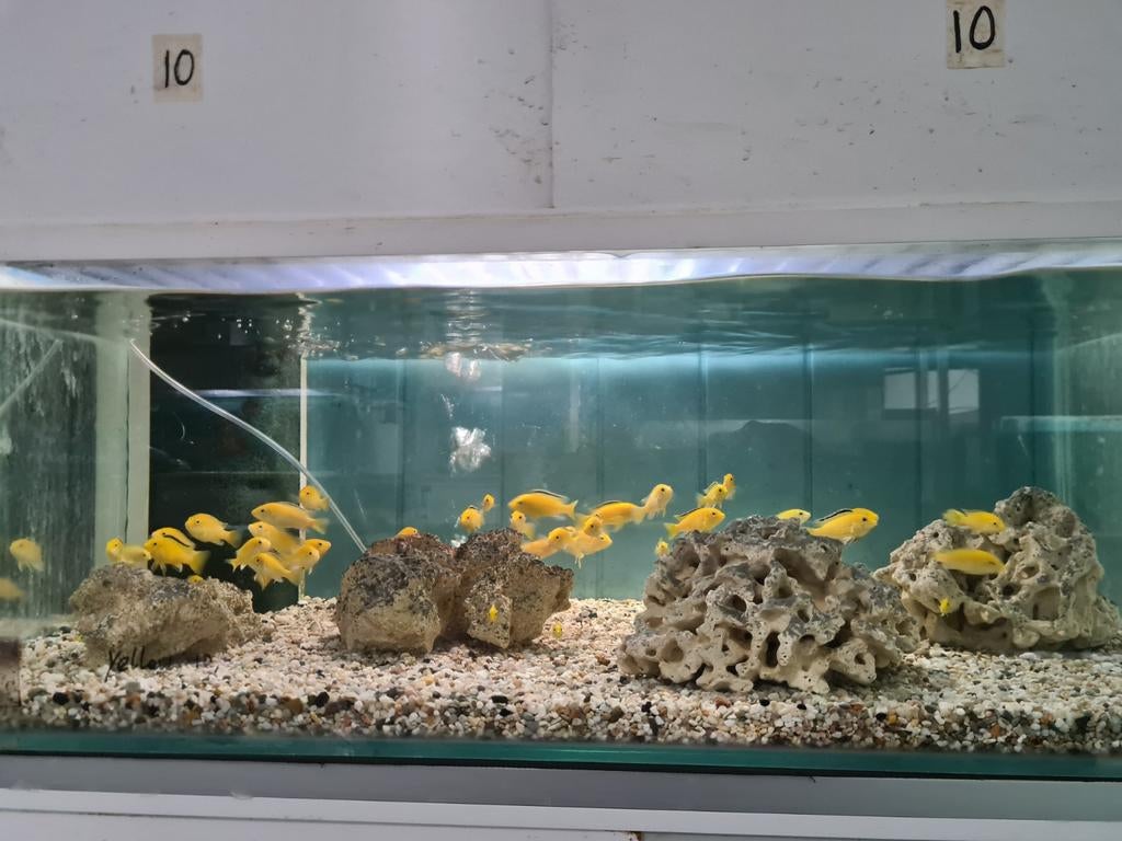 Labidochromis Caeruleus Yellow Kakusa Malawi Cichliden, Dieren en Toebehoren, Vissen | Aquariumvissen, Vis, Zoetwatervis
