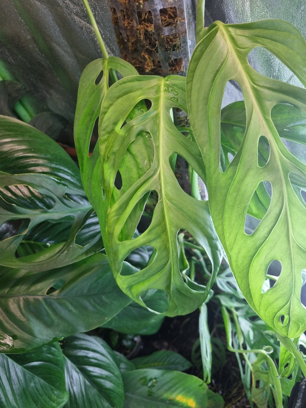 monstera obliqua indo stek, Huis en Inrichting, Kamerplanten, Ophalen of Verzenden, Halfschaduw, Minder dan 100 cm