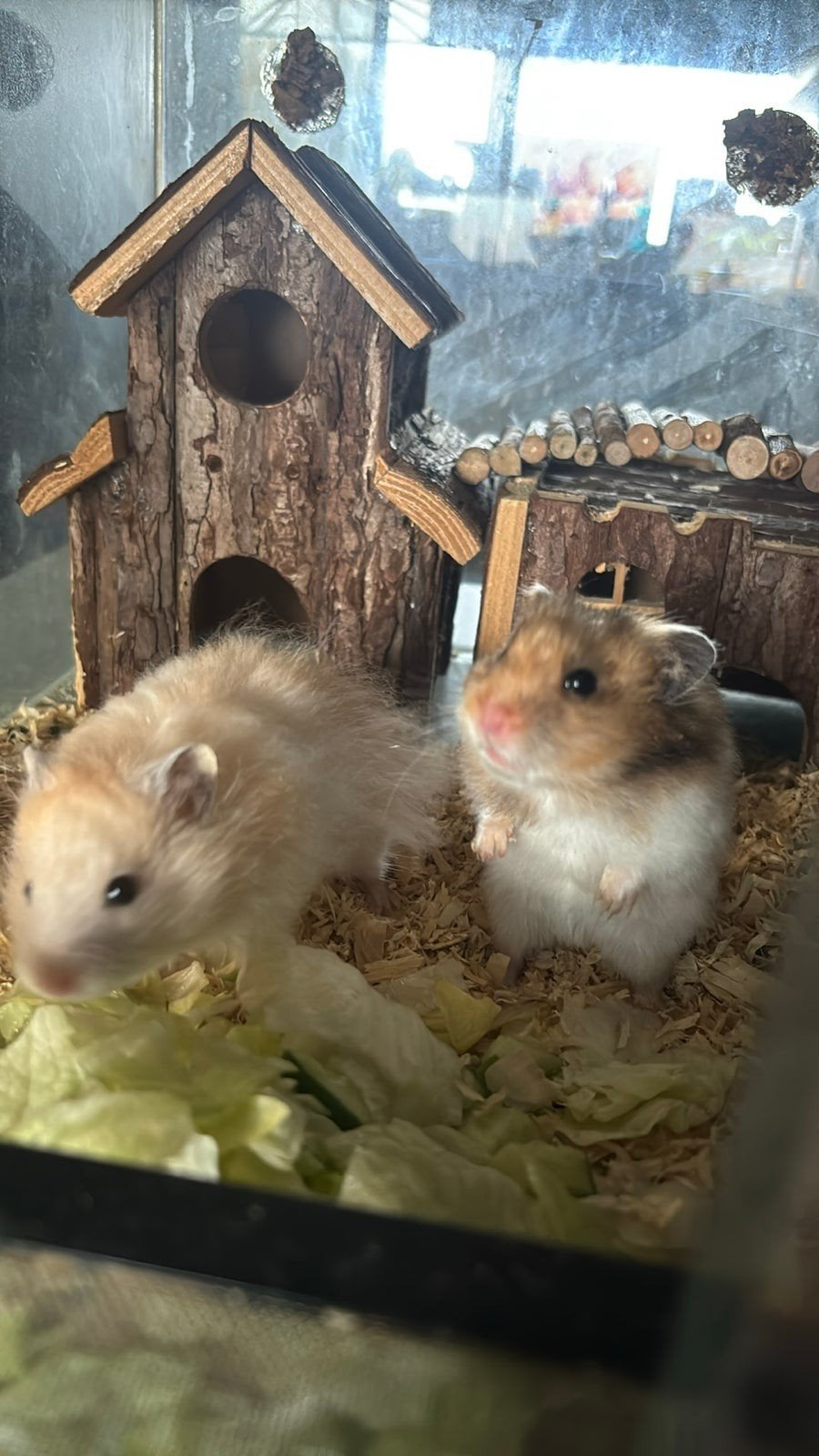 Met enige spoed Goed huisje gezocht voor 2 goudhamsters!!!, Dieren en Toebehoren, Knaagdieren, Meerdere dieren, Hamster, April