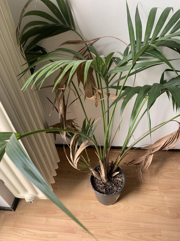 Kentia plant grote palm plant, Ophalen, Overige soorten, Halfschaduw, Minder dan 100 cm