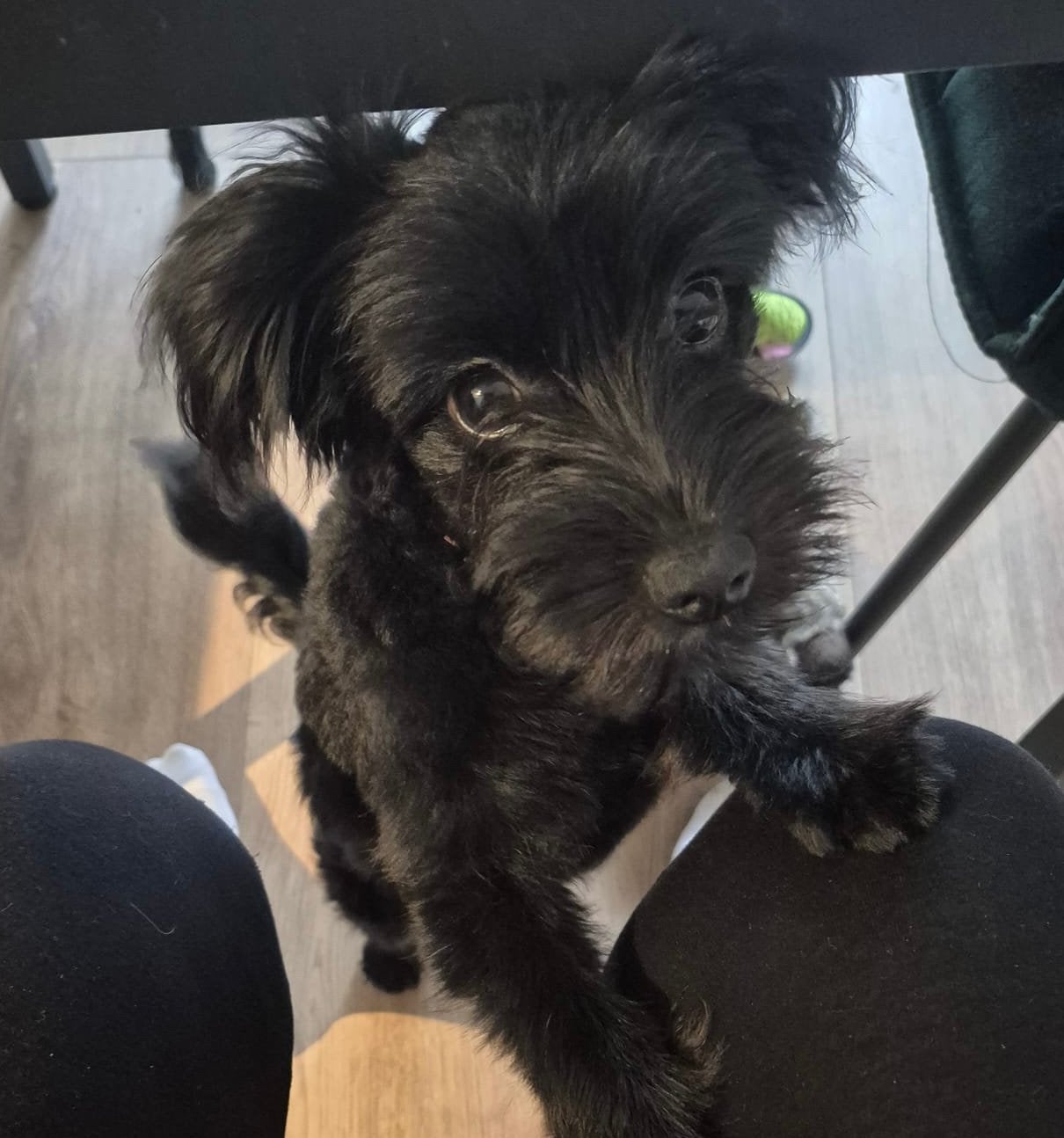 Daisy zoekt een fijn en passend nieuw thuis, 15 weken tot 1 jaar, Teef, CDV (hondenziekte), Eén hond
