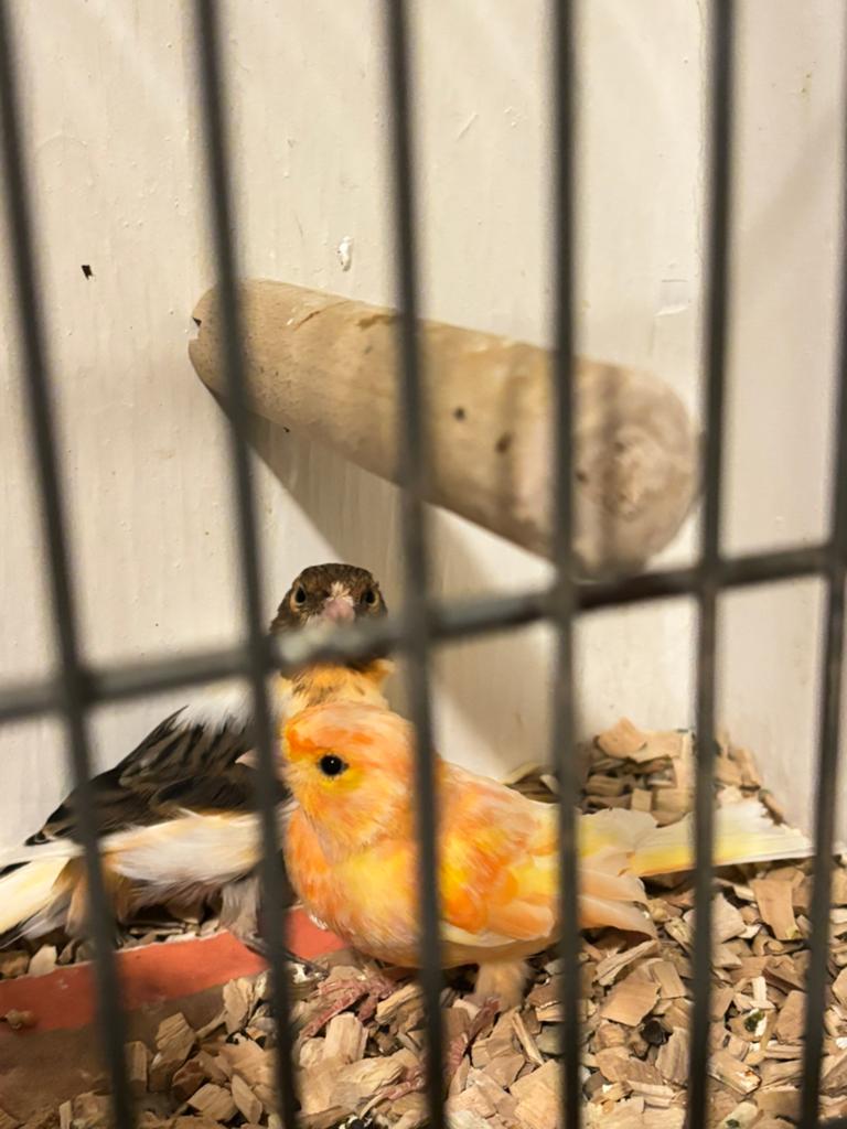 harekijn kanaries mannen 2025, Dieren en Toebehoren, Vogels | Kanaries, Mannelijk, Zangkanarie