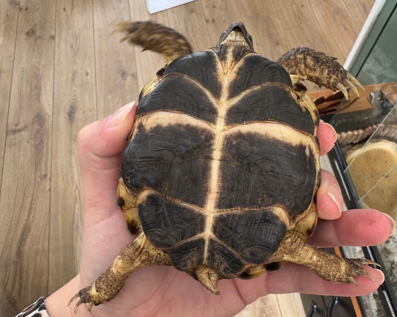 Russische landschildpadden Tortoise photo 8