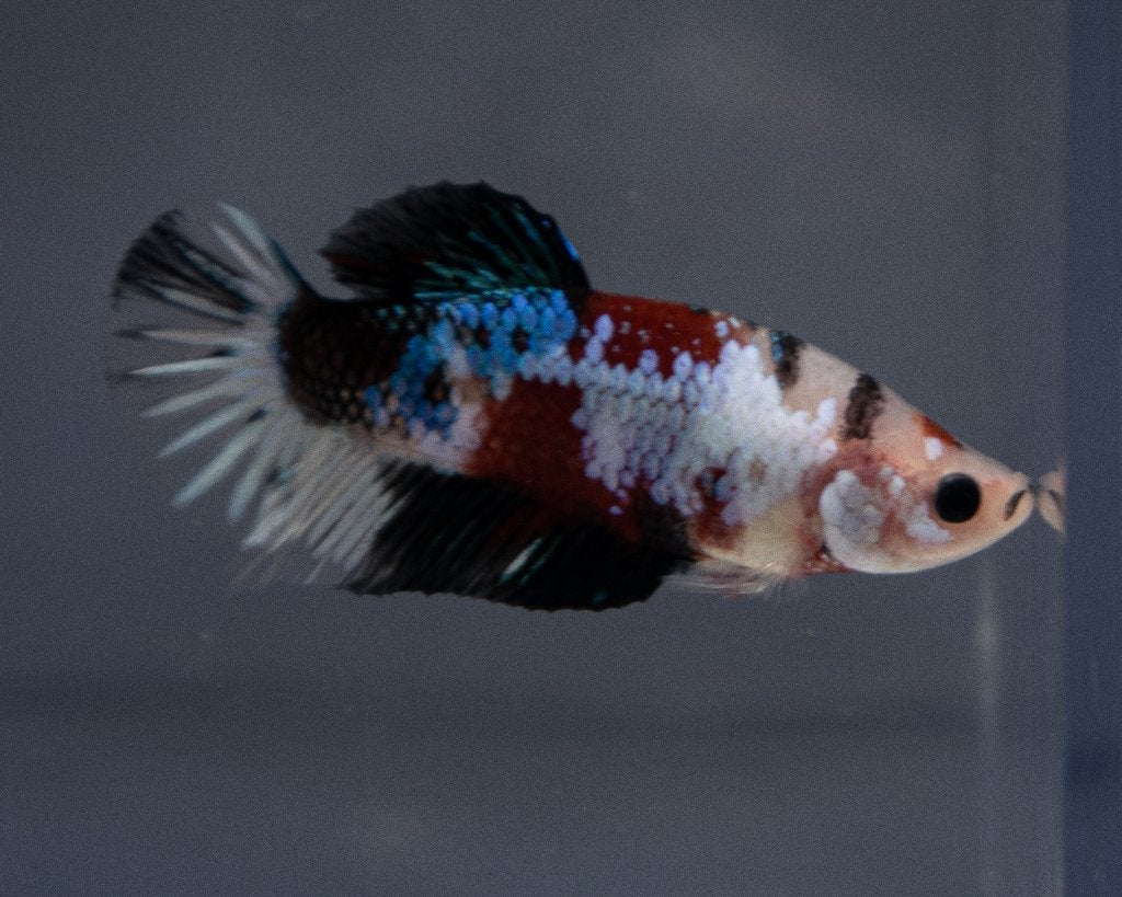 Betta koi Man, Vis