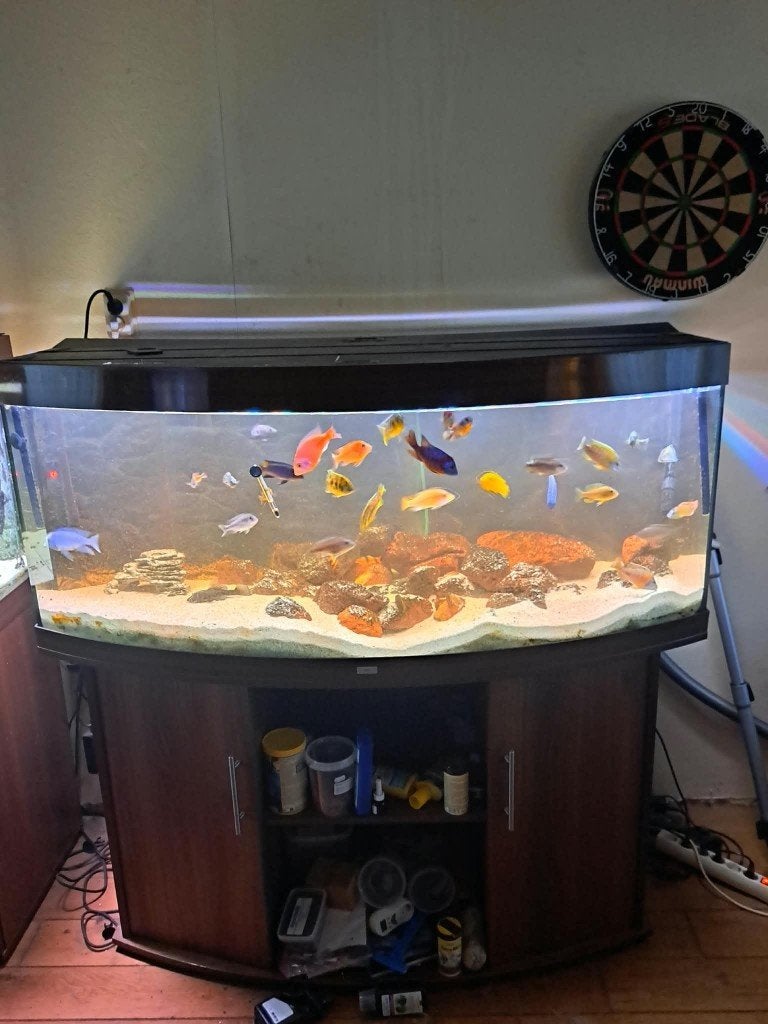 juwel vision 450 compleet met malawi cichliden en helialux, Ophalen, Inclusief controller, Zo goed als nieuw, Gevuld zoetwateraquarium