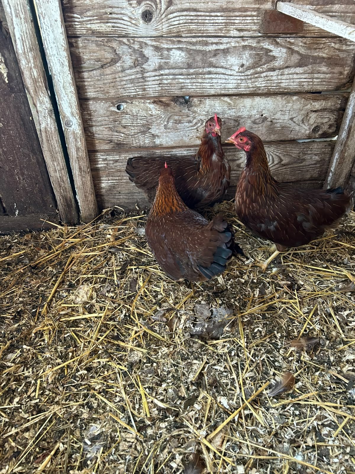 3 Welsumer Krielkippen, Dieren en Toebehoren