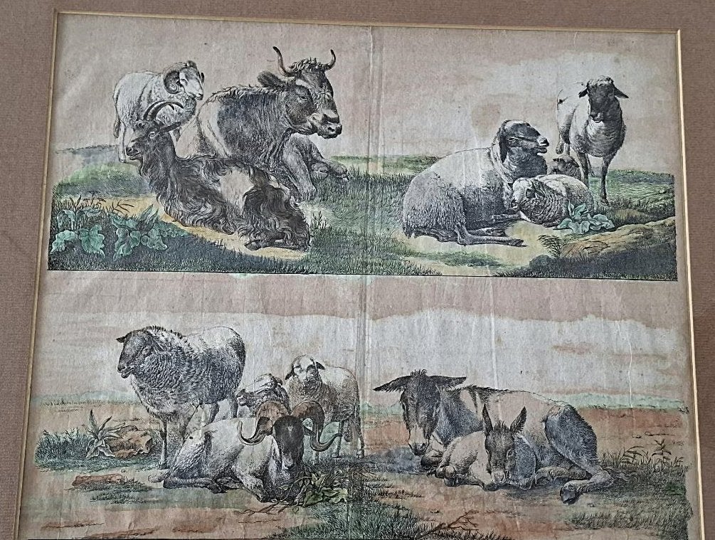 vintage ingelijste gravure / lithografie boerderijdieren, Antiek en Kunst, Ingelijst, 1800 - 1899, Ophalen of Verzenden, Gravure