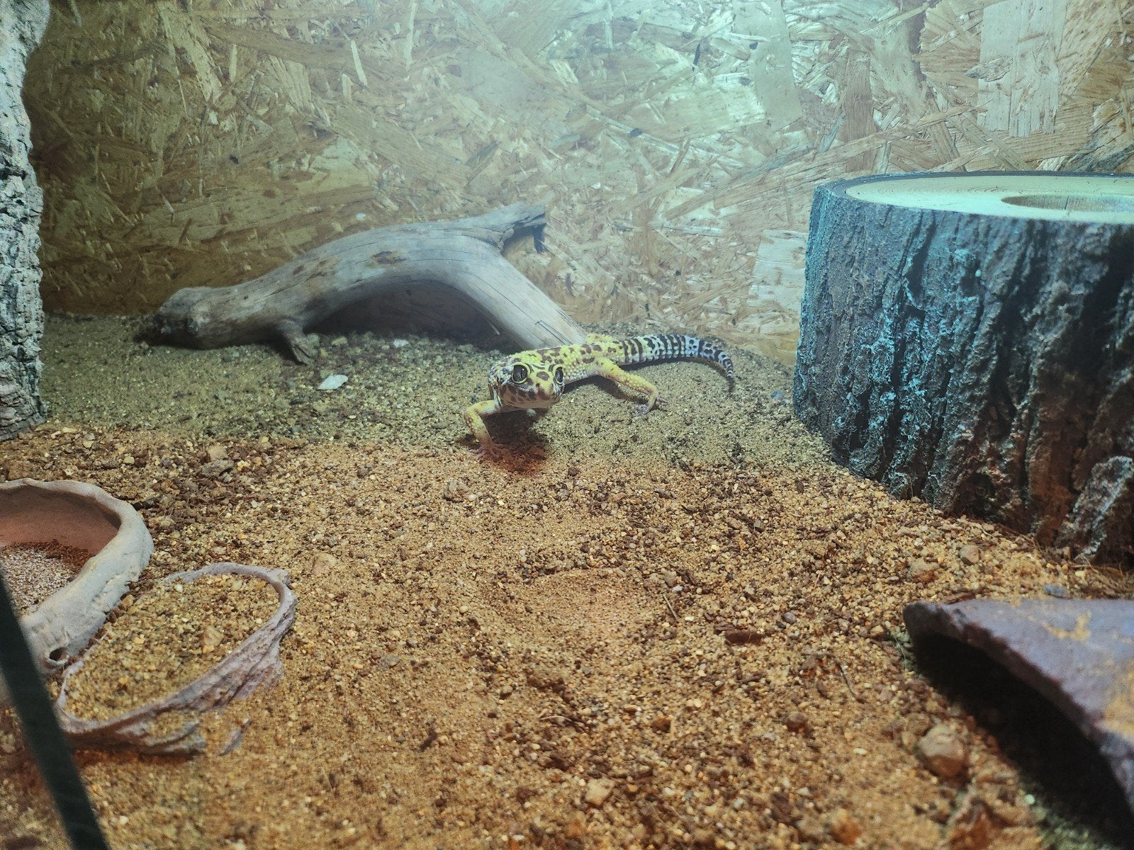 luipaard Gekko Leopard Gecko photo 7