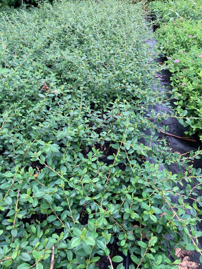 Cotoneaster Coral Beauty p9 30-40 cm, Tuin en Terras, Planten | Tuinplanten, Ophalen, Bodembedekkers, Volle zon