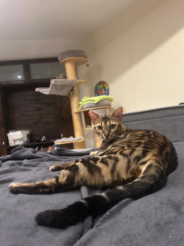 Twee prachtige Bengaalse katers zoeken een nieuw thuis., Dieren en Toebehoren, Poes, Gechipt, 0 tot 2 jaar