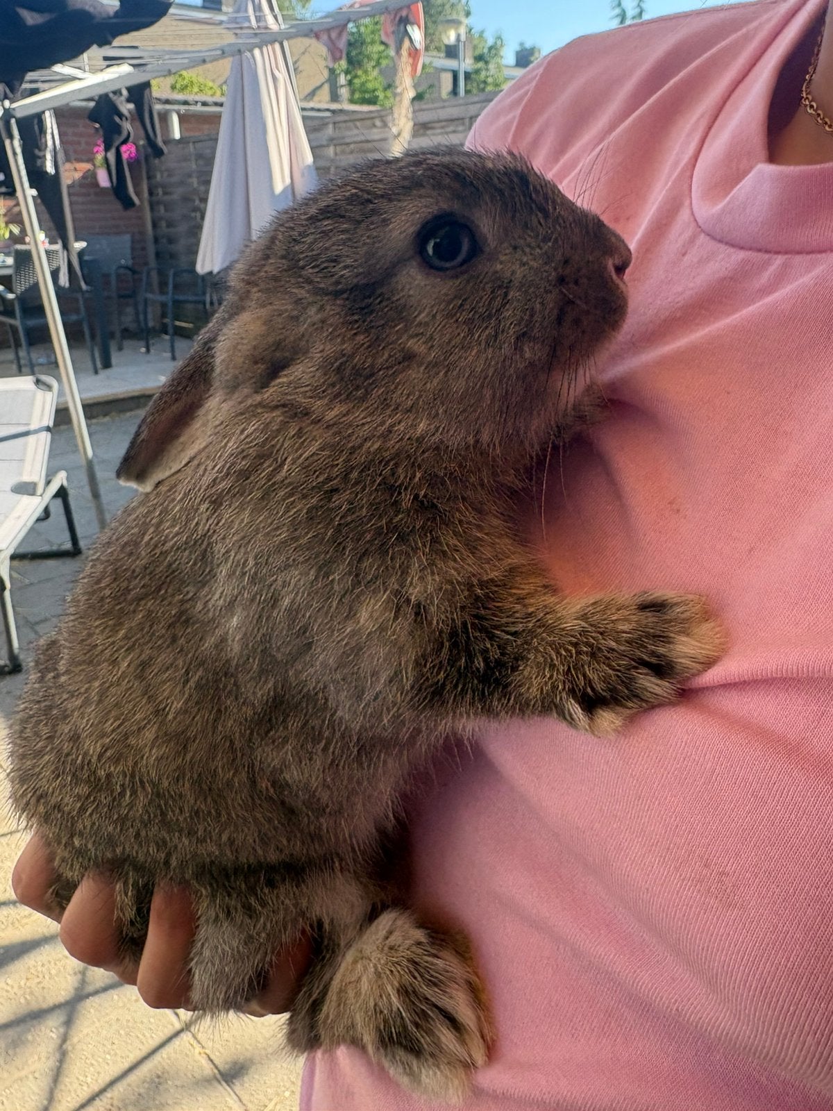 Dwergkonijntje te koop!, Dieren en Toebehoren, Konijnen, Vrouwelijk, Dwerg, 0 tot 2 jaar
