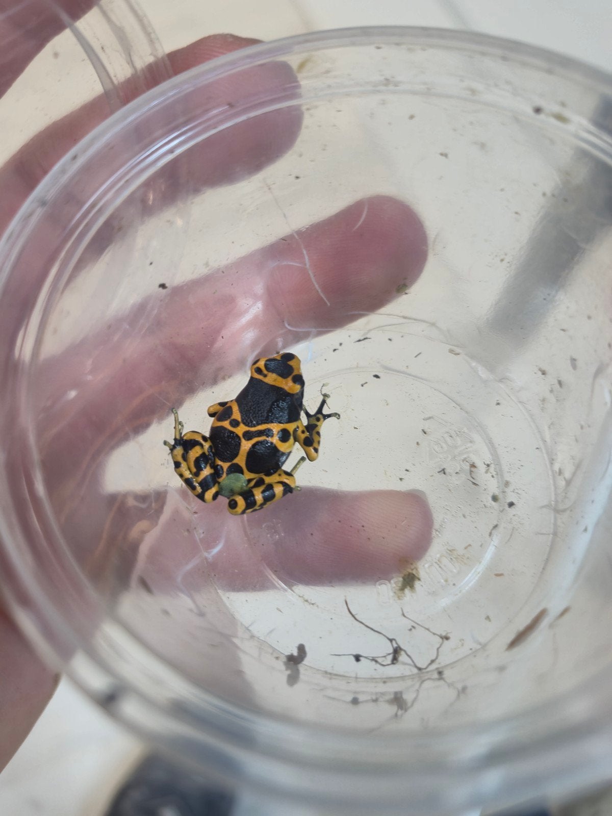 dendrobates leucomelas