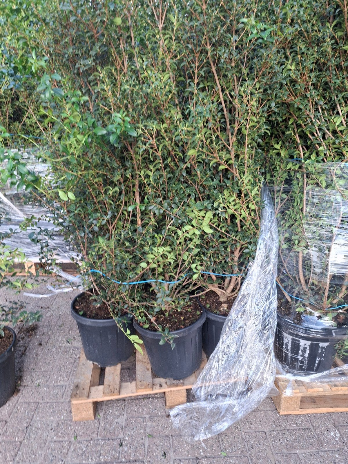 osmanthus burkwoodii, Tuin en Terras, Ophalen of Verzenden, Conifeer, 100 tot 250 cm