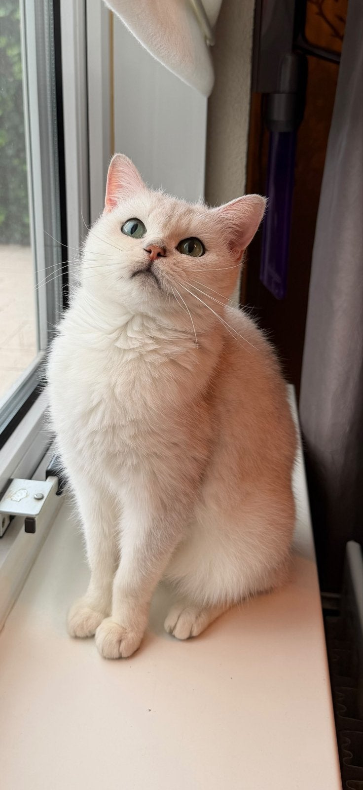 Britse korthaar poes met stamboom, Poes, Met stamboom