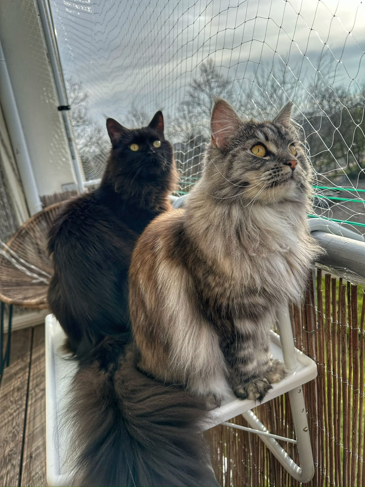 Twee maine coon herplaatsers, Meerdere dieren, Gechipt, 3 tot 5 jaar