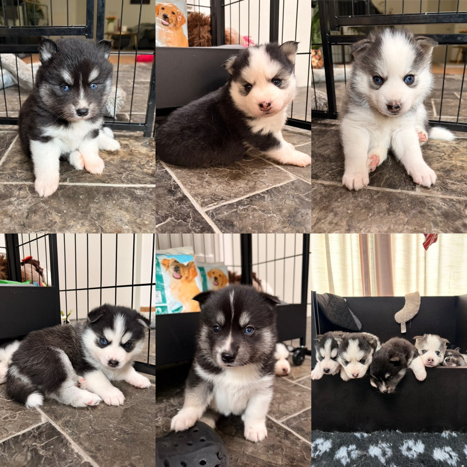 Pomsky puppies, Parvo, 8 tot 15 weken, Poolhond, Meerdere