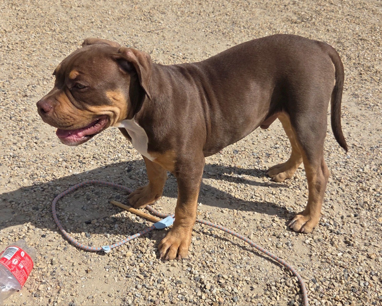 Oud engelse bulldog (met stamboom), 15 weken tot 1 jaar, Reu, Bulldog, Eén hond