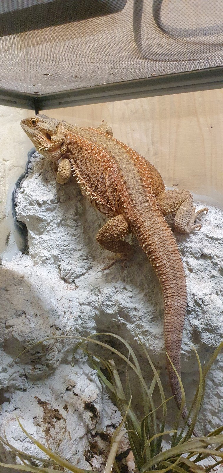 terrarium merk terratlantis inclusief baardagaam, Dieren en Toebehoren, Ophalen, Gebruikt, Terrarium of Paludarium