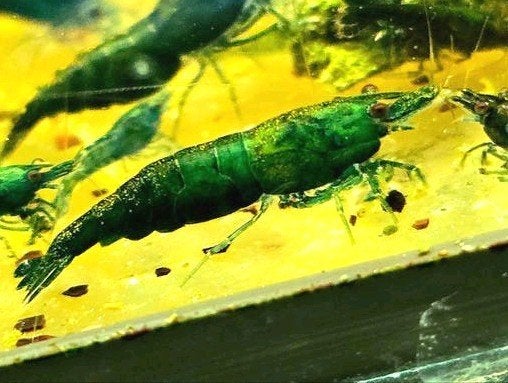 Neocaridina Green Jade, Dieren en Toebehoren, Kreeft, Krab of Garnaal, Zoetwatervis, Schoolvis
