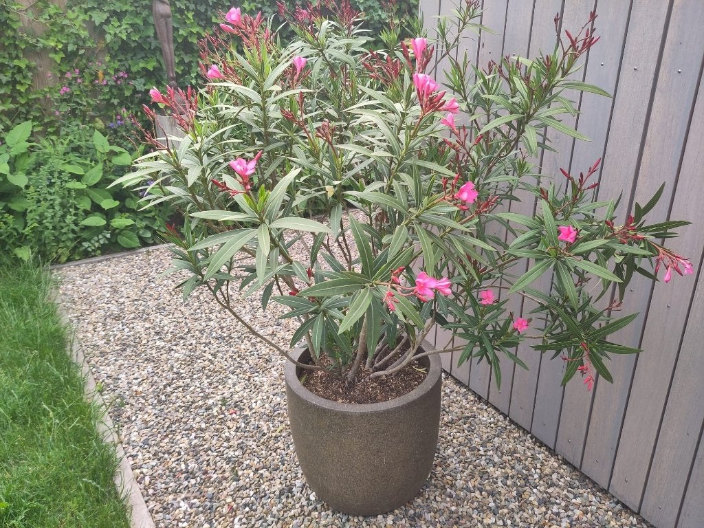 oleander, Tuin en Terras, Planten | Tuinplanten, Ophalen, Overige soorten, Volle zon